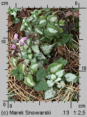 Lamium maculatum (jasnota plamista)