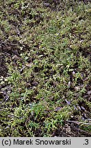 Symphyotrichum lanceolatum (aster lancetowaty)