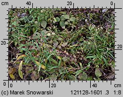 Symphyotrichum lanceolatum (aster lancetowaty)