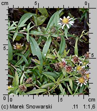 Symphyotrichum lanceolatum (aster lancetowaty)