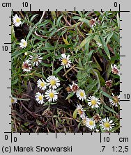 Symphyotrichum lanceolatum (aster lancetowaty)