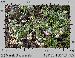 Symphyotrichum lanceolatum (aster lancetowaty)