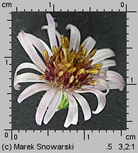 Symphyotrichum lanceolatum (aster lancetowaty)