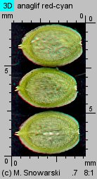 Corispermum pallasii (wrzosowiec cienkoskrzydełkowy)