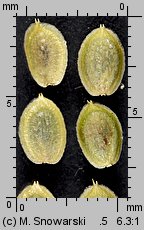 Corispermum pallasii (wrzosowiec cienkoskrzydełkowy)