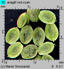 Corispermum pallasii (wrzosowiec cienkoskrzydełkowy)