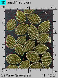 Oxalis fontana (szczawik żółty)