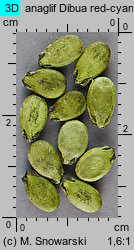 Citrullus lanatus cv. Janosik (arbuz odm. Janosik)