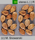 Citrullus lanatus cv. Janosik (arbuz odm. Janosik)