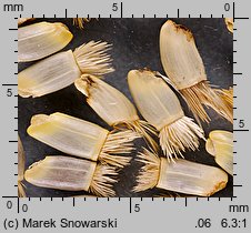 Centaurea cyanus (chaber bławatek)