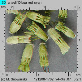 Scabiosa caucasica (driakiew kaukaska)