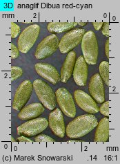 Campanula carpatica (dzwonek karpacki)