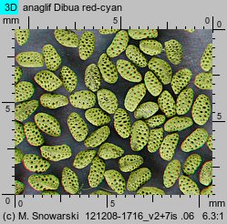 Phacelia campanularia (facelia dzwonkowata)