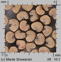 Lychnis chalcedonica (firletka chalcedońska)