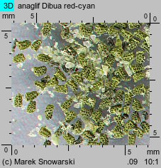 Verbascum densiflorum (dziewanna wielkokwiatowa)