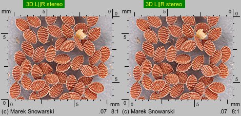 Oxalis fontana (szczawik żółty)