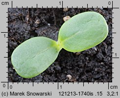 Zinnia elegans (cynia wytworna)