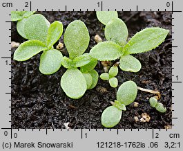 Artemisia dracunculus (bylica draganek)