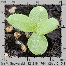 Artemisia dracunculus (bylica draganek)