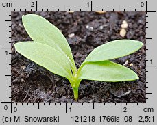 Phlox drummondii (floks Drummonda)