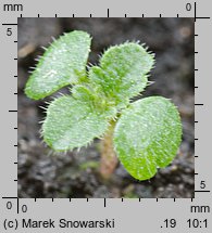 Urtica dioica (pokrzywa zwyczajna)