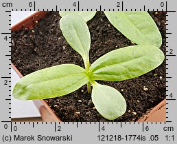 Zinnia elegans (cynia wytworna)