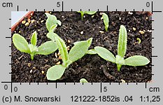 Anchusa capensis (farbownik przylądkowy)