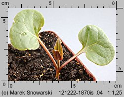 Mirabilis jalapa (dziwaczek Jalapa)