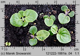 Pericallis ×hybrida (cyneraria wysoka)