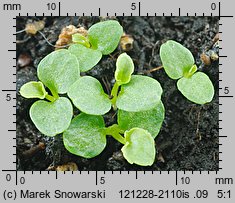 Campanula carpatica (dzwonek karpacki)