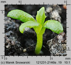 Primula ×bulleesiana (pierwiosnek piętrowy)