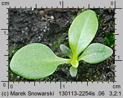 Plantago major (babka zwyczajna)