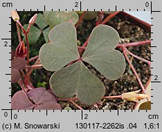 Oxalis repens (szczawik płożący się)