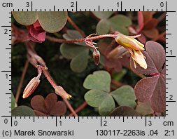 Oxalis repens (szczawik płożący się)