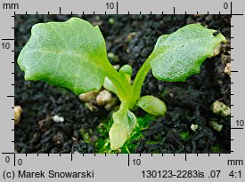 Primula ×bulleesiana (pierwiosnek piętrowy)