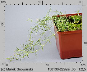 Spergularia rubra (muchotrzew polny)