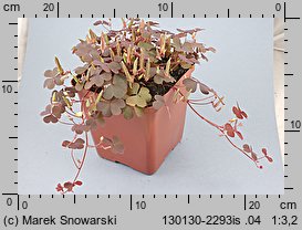 Oxalis repens (szczawik płożący się)