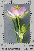 Spergularia rubra (muchotrzew polny)