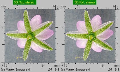 Spergularia rubra (muchotrzew polny)