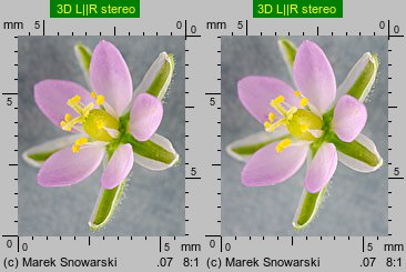 Spergularia rubra (muchotrzew polny)