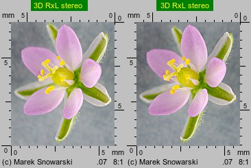 Spergularia rubra (muchotrzew polny)