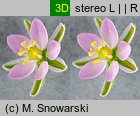 Spergularia rubra (muchotrzew polny)