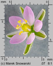 Spergularia rubra (muchotrzew polny)