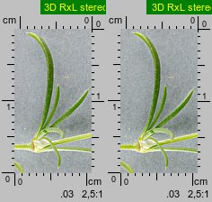 Spergularia rubra (muchotrzew polny)