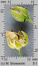 Spergularia rubra (muchotrzew polny)