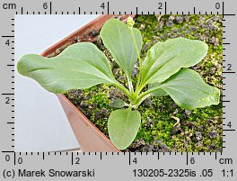 Plantago major (babka zwyczajna)