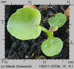 Campanula poscharskyana (dzwonek Poszarskiego)