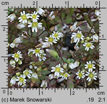 Draba verna (wiosnówki pospolitej)