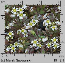 Draba verna (wiosnówka pospolita)