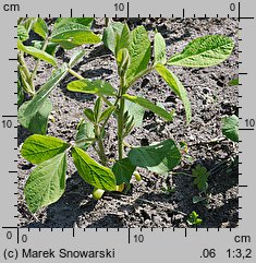 Glycine max (soja warzywna)